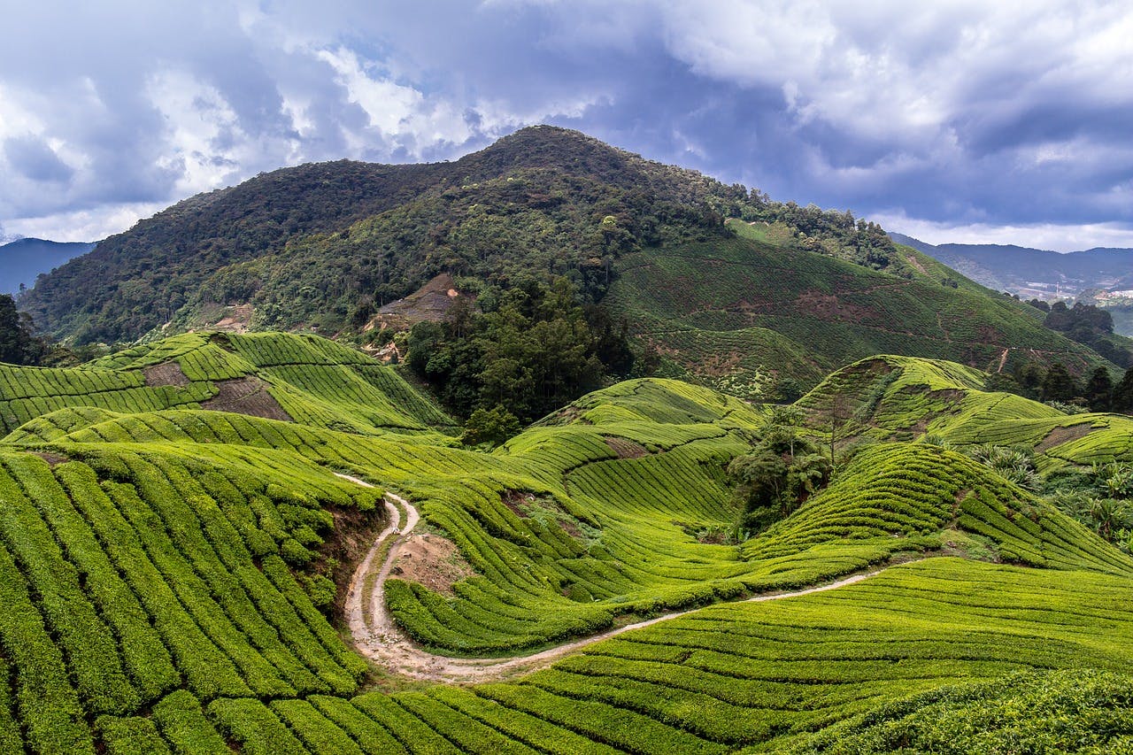 Cameron Highlands